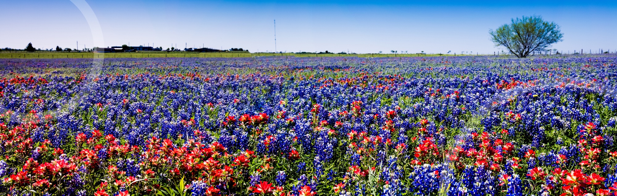 Blue Bonnets